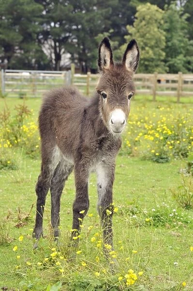 Donkey - baby 5 days old