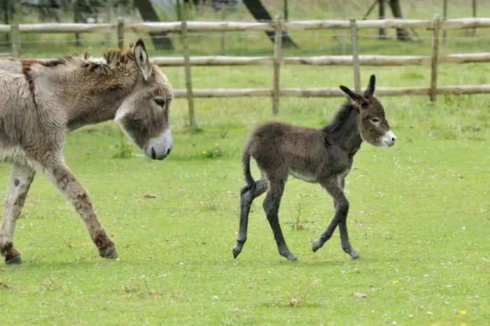 Framed Print : Donkey, baby 5 days old with adult Framed Print : Donkey, baby 5 days old with adult