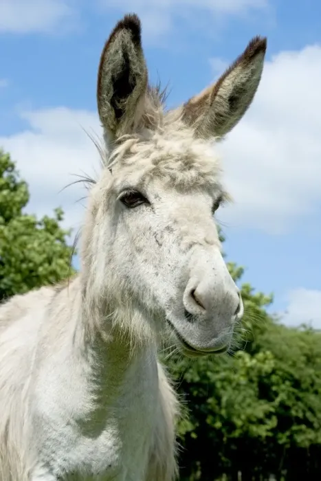 Framed Print : Donkey - close-up of head Framed Print : Donkey - close-up of head