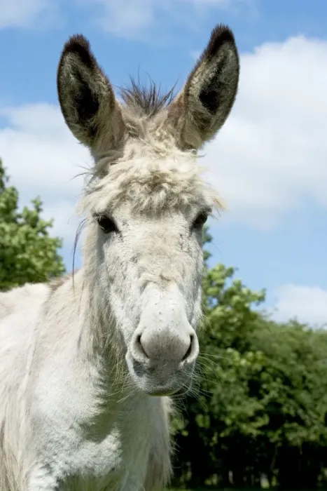 Framed Print : Donkey - close-up of head Framed Print : Donkey - close-up of head