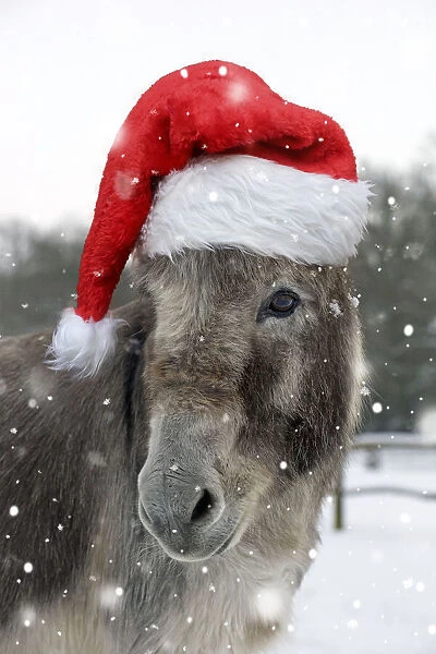 DONKEY - Donkey in snow wearing red Christmas Santa hat