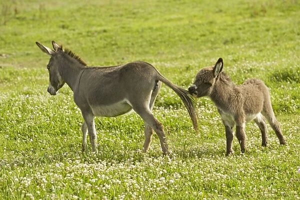 Donkey - with foal biting adult's tail