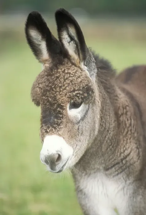 Framed Print : DONKEY - foal, close-up of head Framed Print : DONKEY - foal, close-up of head