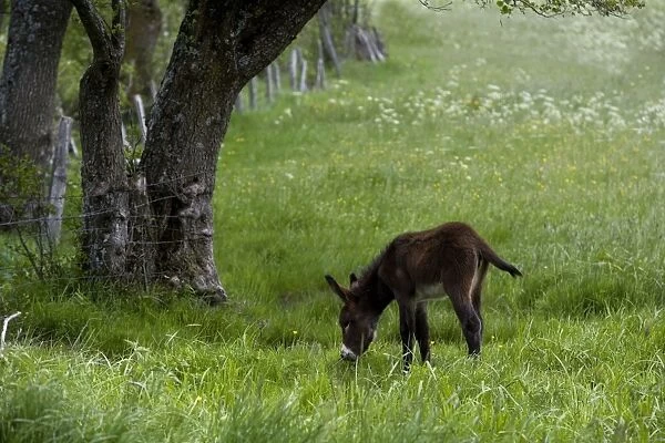 Donkey - foal in field