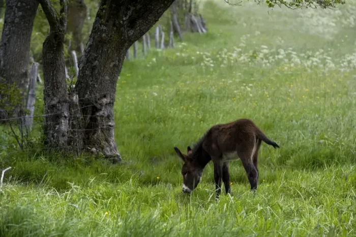 Framed Print : Donkey - foal in field Framed Print : Donkey - foal in field