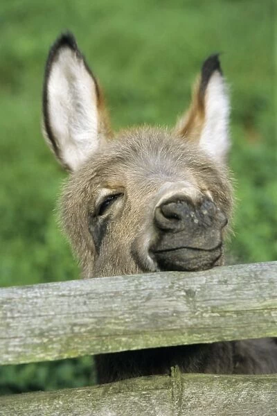 Donkey - foal looking curiously over fence
