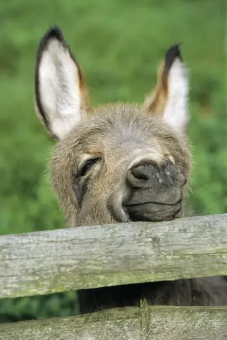Framed Print : Donkey - foal looking curiously over fence Hessen, Germany Framed Print : Donkey - foal looking curiously over fence Hessen, Germany