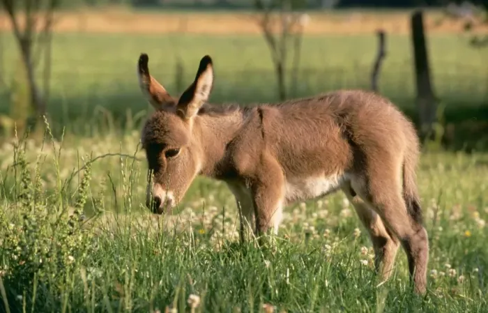 Framed Print : DONKEY - foal in meadow, side Framed Print : DONKEY - foal in meadow, side