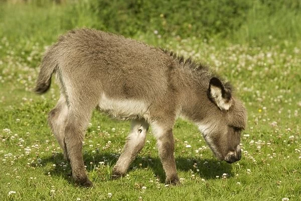 Donkey -foal in meadow