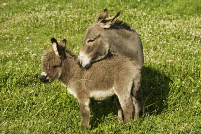 Framed Print : Donkey - with foal standing in meadow Framed Print : Donkey - with foal standing in meadow