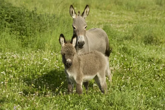 Framed Print : Donkey - with foal standing in meadow Framed Print : Donkey - with foal standing in meadow