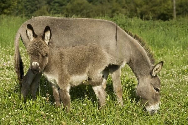 Donkey - with foal standing in meadow