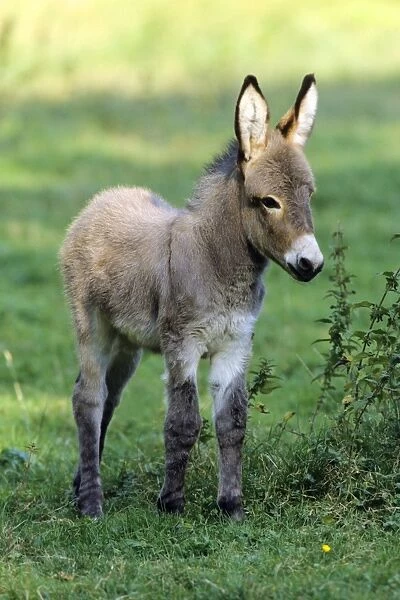 Donkey - foal standing on meadow