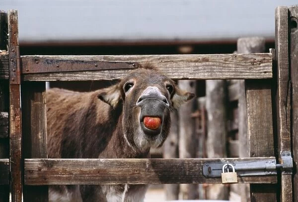 Donkey JD 15792 Eating Apple © John Daniels  /  ARDEA LONDON