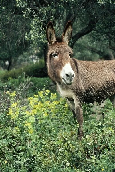 Donkey In olive grove