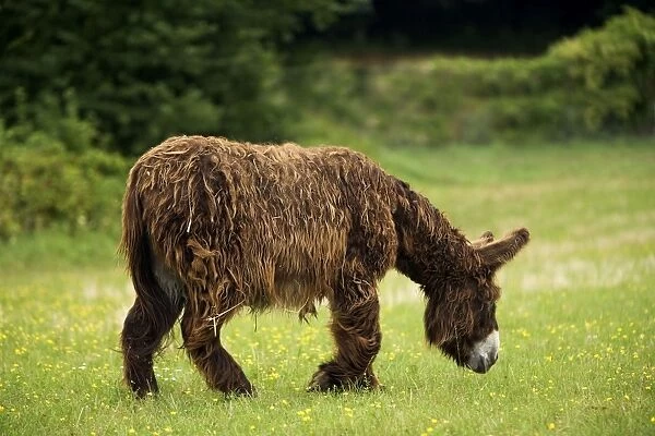 Donkey - Poitou breed grazing