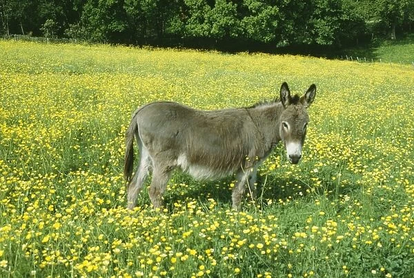 Donkey ROG 5565 In buttercup field © Bob Gibbons  /  ardea. com
