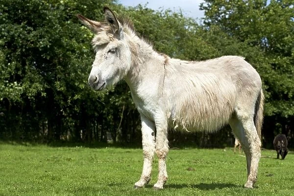 Donkey - standing in field