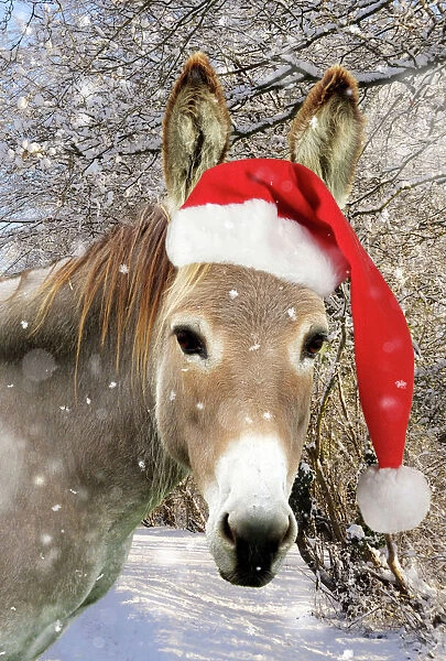 Donkey - wearing Christmas hat in snowy scene Digital Manipulation: Added JD background falling snow - hat JD