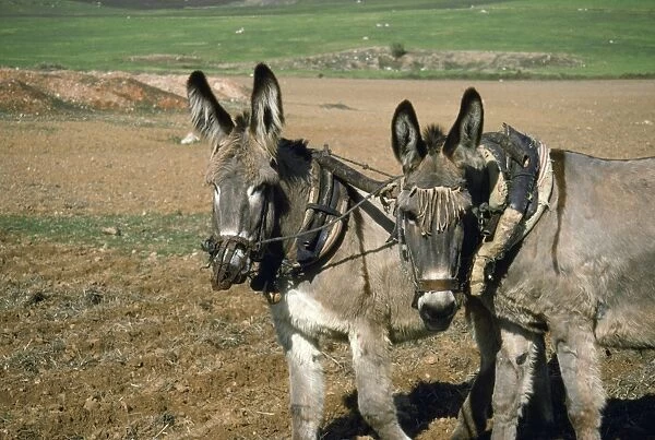 Donkey - working donkeys ploughing filed Spain