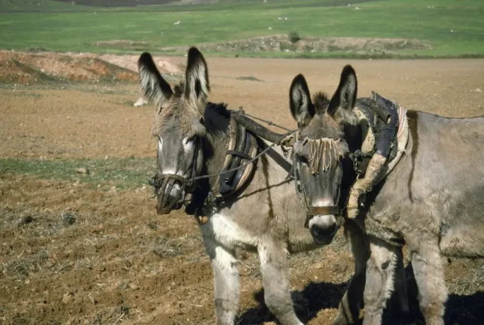 Framed Print : Donkey - working donkeys ploughing filed Spain Framed Print : Donkey - working donkeys ploughing filed Spain