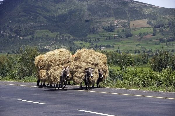 Donkeys - carrying straw. near Addis Abeba - Ethiopia