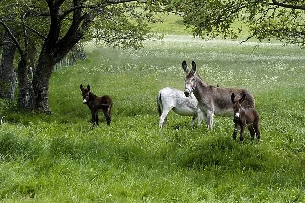 Donkeys with foals in field