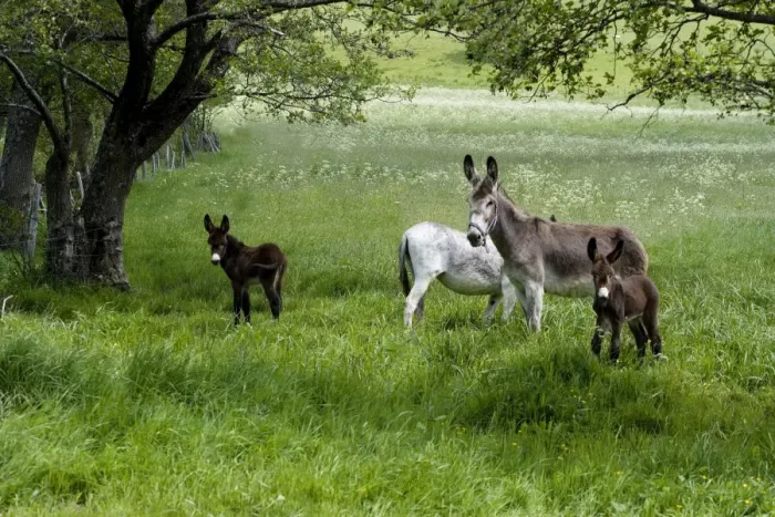 Framed Print : Donkeys with foals in field Framed Print : Donkeys with foals in field