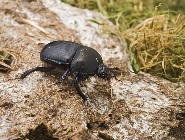 Dor Beetle – on cow dung Bedfordshire UK 003281