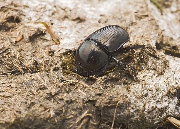 Dor Beetle – digs into cow dung Bedfordshire UK 003274