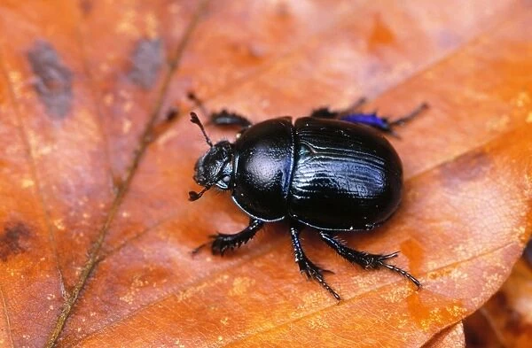 Dor Beetle Fairly common throughout UK