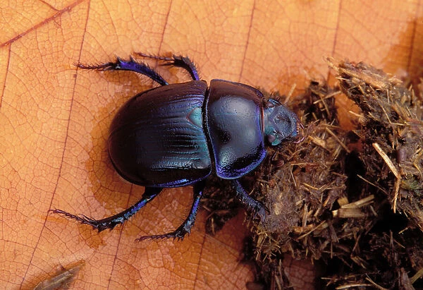 Dor beetle - feeding on dung Europe