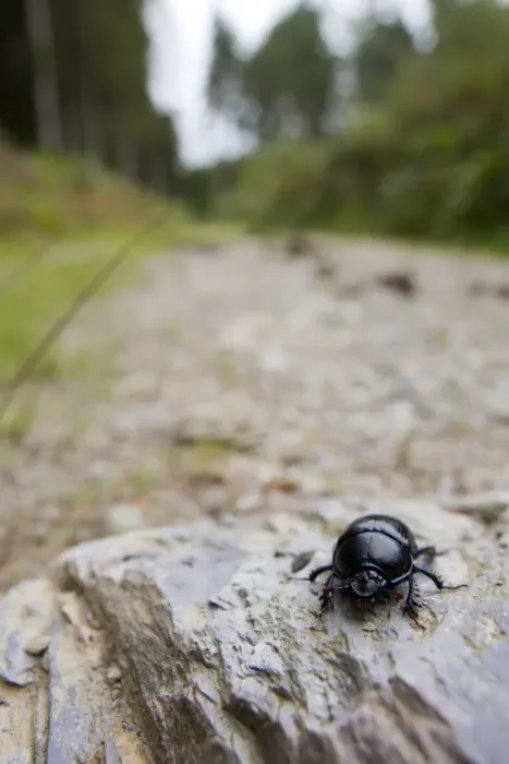Framed Print : Dor Beetle - Ladock Woods - Cornwall - UK