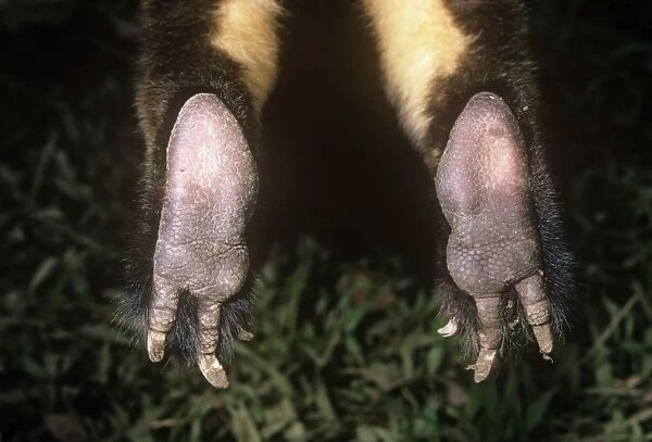Dorias Tree Kangaroo feet detail (Dendrolagus dorianus) #10492794