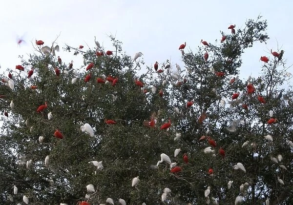 Dormitory ibises. Colony of Scarlet Ibis in tree - also Cattle Egret & Great Egret