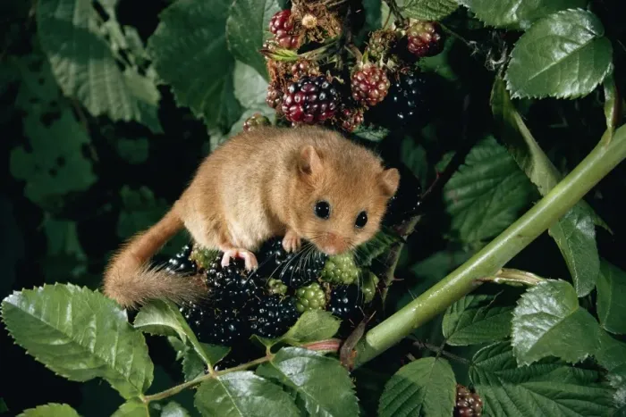 Framed Print : Dormouse - on Balckberries Framed Print : Dormouse - on Balckberries