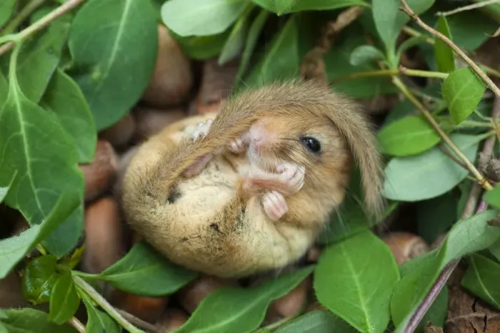 Framed Print : Dormouse - Cornwall - UK Framed Print : Dormouse - Cornwall - UK