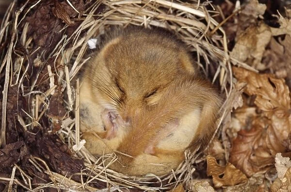 Dormouse - hibernating, close-up