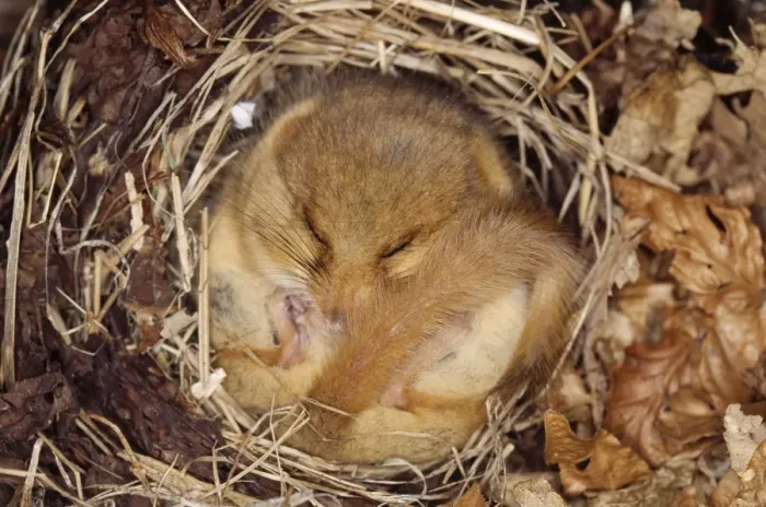 Framed Print : Dormouse - hibernating, close-up Framed Print : Dormouse - hibernating, close-up