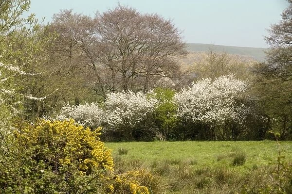 Dorset countryside in spring, near Corfe Castle