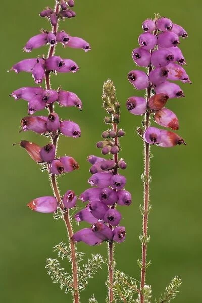 Dorset Heath - in flower - very rare plant in UK - Hartland Moor - Dorset