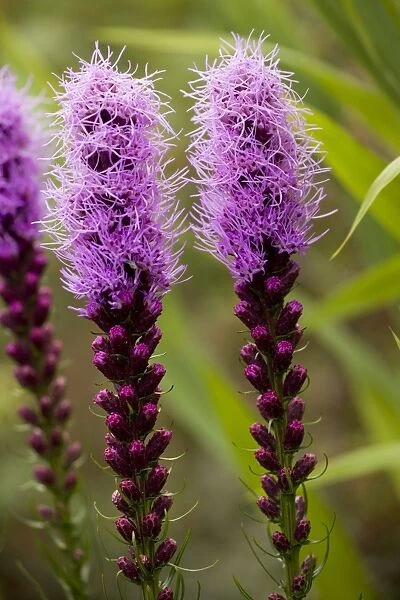 Dotted blazing star (Liatris punctata) from the USA prairies, also grown as a garden plant