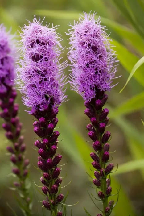 Framed Print : Dotted blazing star (Liatris punctata) from the USA prairies, also grown as a garden plant Framed Print : Dotted blazing star (Liatris punctata) from the USA prairies, also grown as a garden plant