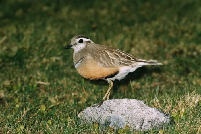 Framed Print : Dotterel RTS 129 Adult male © Robert T. Smith / ARDEA LONDON Framed Print : Dotterel RTS 129 Adult male © Robert T. Smith / ARDEA LONDON