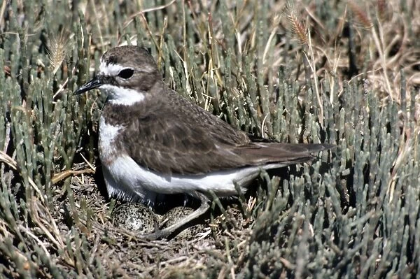 Double-banded Plover - female on nest with eggs
