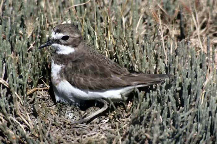 Framed Print : Double-banded Plover - female on nest with eggs Framed Print : Double-banded Plover - female on nest with eggs