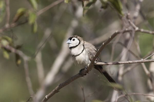 Double-barred Finch At Broome Bird Observatory, Kimberleys, Western Australia. Inhabits dry grassy woodlands, open forest, scrub, farmlands throughout northern and eastern Australia