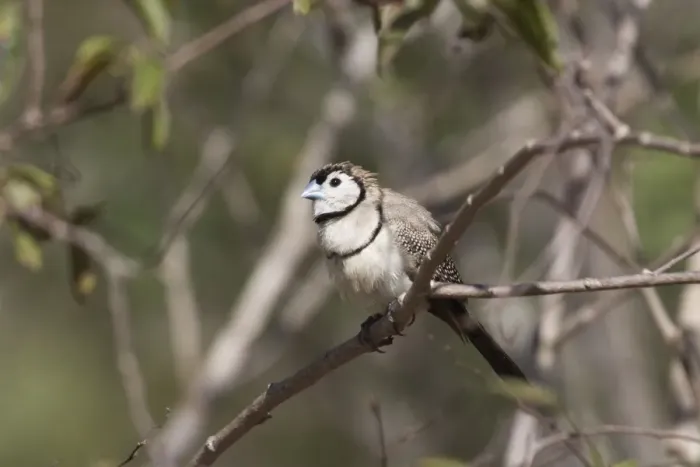 Framed Print : Double-barred Finch At Broome Bird Observatory, Kimberleys, Western Australia. Inhabits dry grassy woodlands, open forest, scrub, farmlands throughout northern and eastern Australia Framed Print : Double-barred Finch At Broome Bird Observatory, Kimberleys, Western Australia. Inhabits dry grassy woodlands, open forest, scrub, farmlands throughout northern and eastern Australia