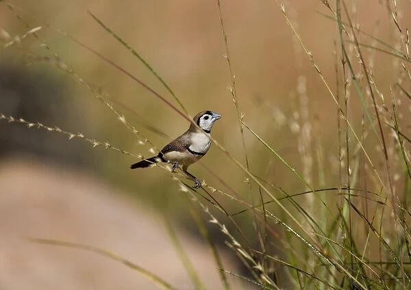 Double-barred Finch - eating Spinifex, Triodia sp. seeds This is the black rumped subspecies found in the Kimberley, northern Northern Territory and just into Queensland. Inhabits grassy woodlands and scrublands within reach of water