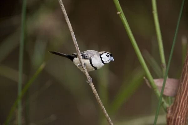 Double-barred Finch Foraging along a panadanus lined creek at Mornington Wilderness Camp, Kimberley, Western Australia